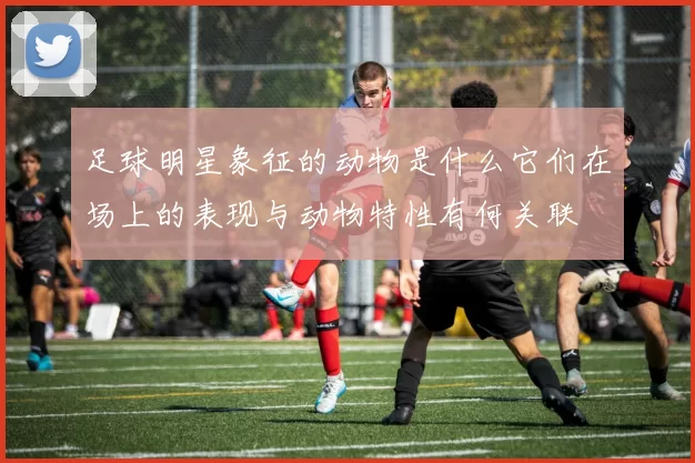 足球明星象征的动物是什么它们在场上的表现与动物特性有何关联